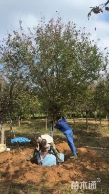 17公分绚丽海棠