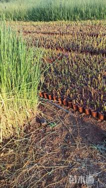 高度80厘米蒲苇