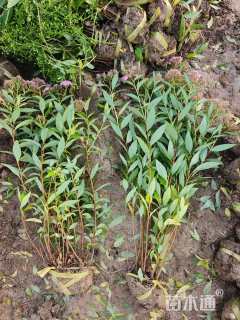 高度50厘米粉花绣线菊