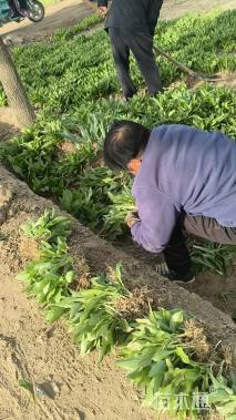 高度20厘米玉簪