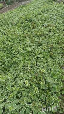 高度40厘米花叶蔓长春