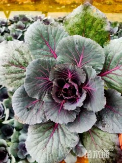 高度25厘米羽衣甘蓝