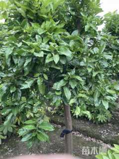 高度300厘米红心柚