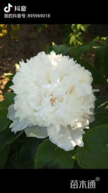 高度20厘米牡丹