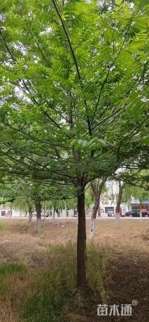 15公分枫杨
