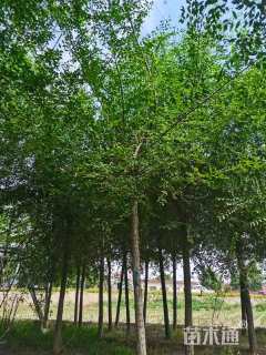 4公分榆树