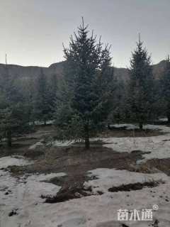 高度300厘米油松