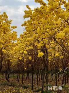 9公分黄花风铃木