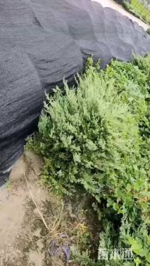 高度50厘米铺地柏