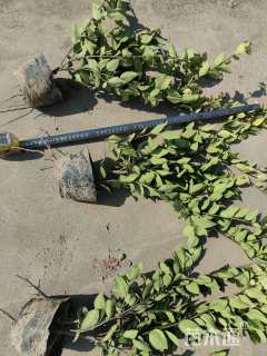 高度45厘米金森女贞