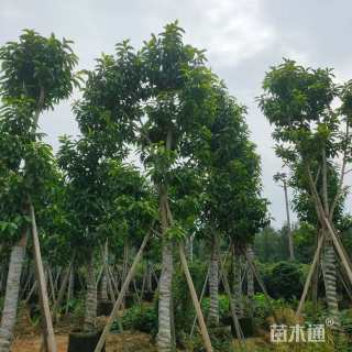 15公分白玉兰
