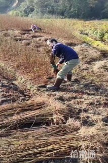 高度100厘米南酸枣小苗