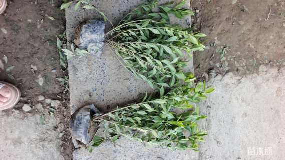 高度40厘米栀子花