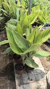 高度30厘米花叶美人蕉