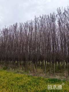 6公分紫叶李