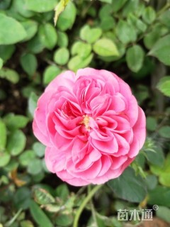 高度40厘米大花月季