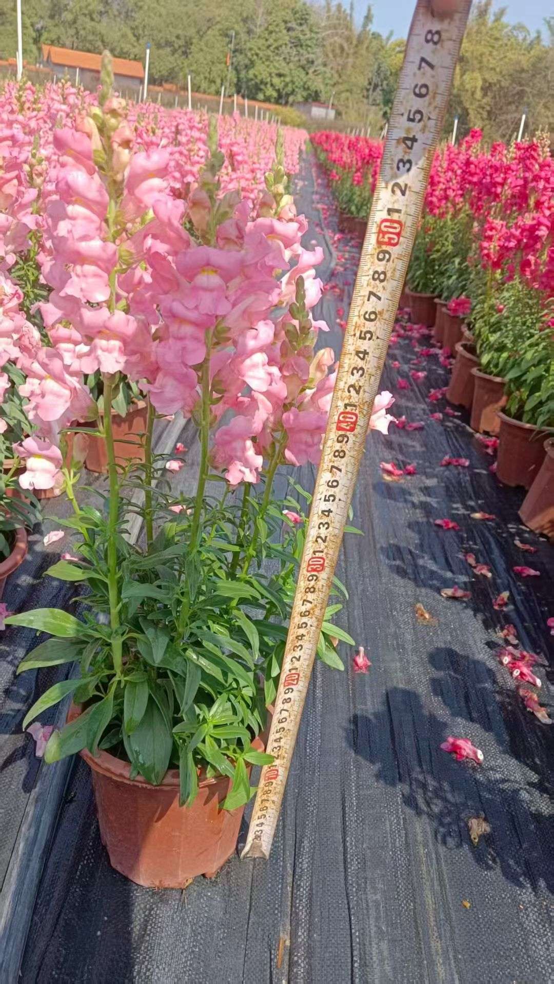 高度40厘米金鱼草