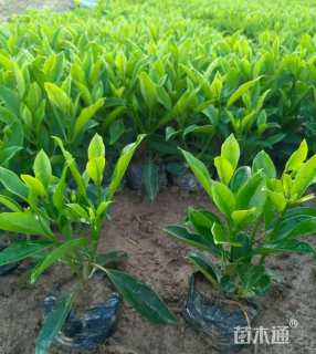 高度25厘米非洲茉莉
