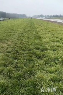 高度20厘米麦冬