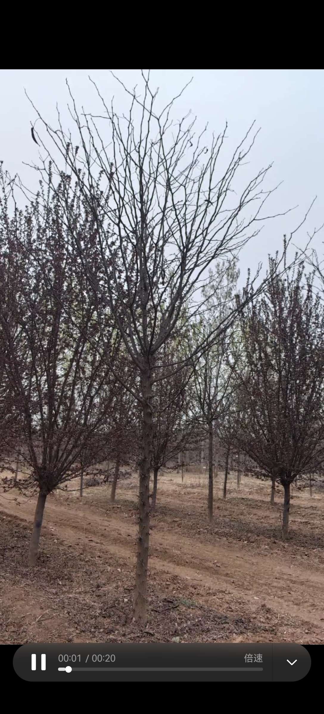 10公分皂荚