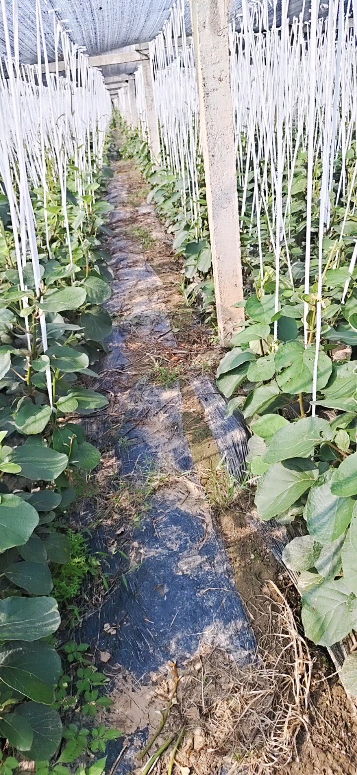70厘米猕猴桃