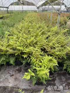 高度25厘米彩虹蕨
