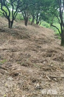 15公分橘树