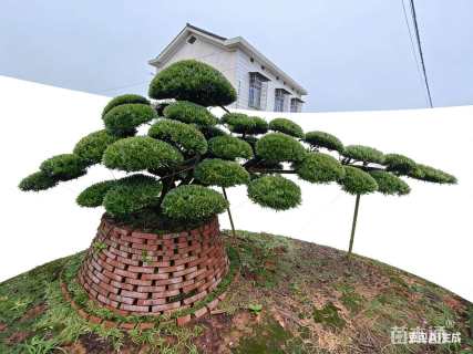 容器苗造型罗汉松