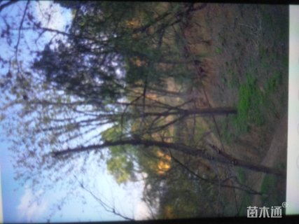 30公分皂荚