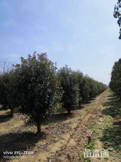 12公分红叶石楠