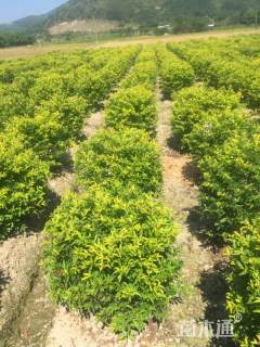 高度50厘米矮黄假连翘