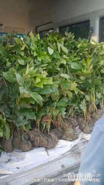 高度70厘米八角金盘小苗