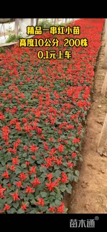 高度15厘米一串红