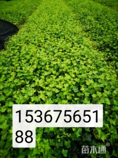 主蔓长35厘米常春藤