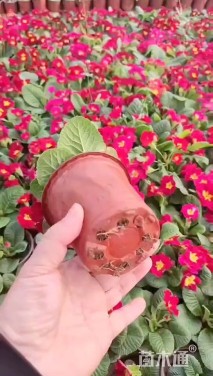 高度25厘米报春花