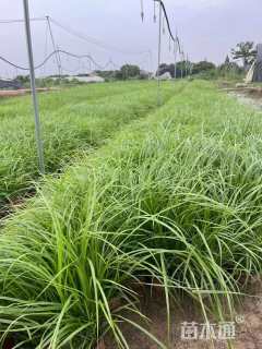 高度35厘米紫穗狼尾草