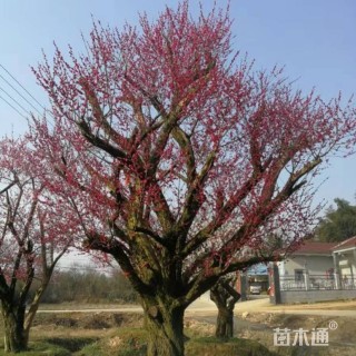 高度250厘米垂梅