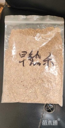 草籽