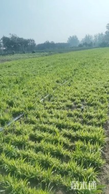 高度20厘米黄花鸢尾