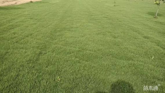 草块状马尼拉草