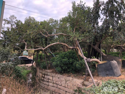 15公分红果冬青