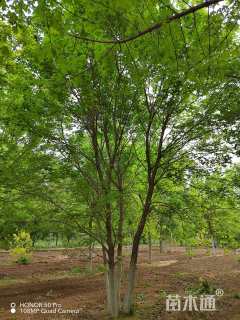 高度7000厘米丛生五角枫