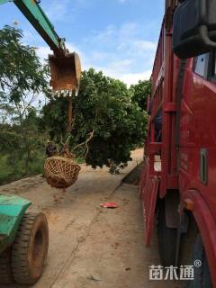 冠幅250厘米杨梅球