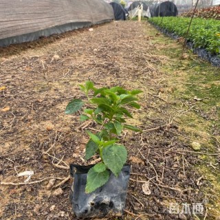 高度15厘米福禄考