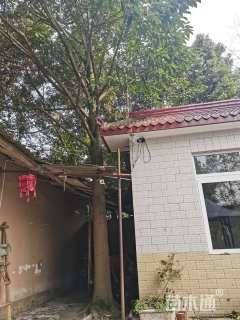 20公分乐昌含笑