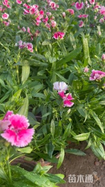 高度20厘米常夏石竹