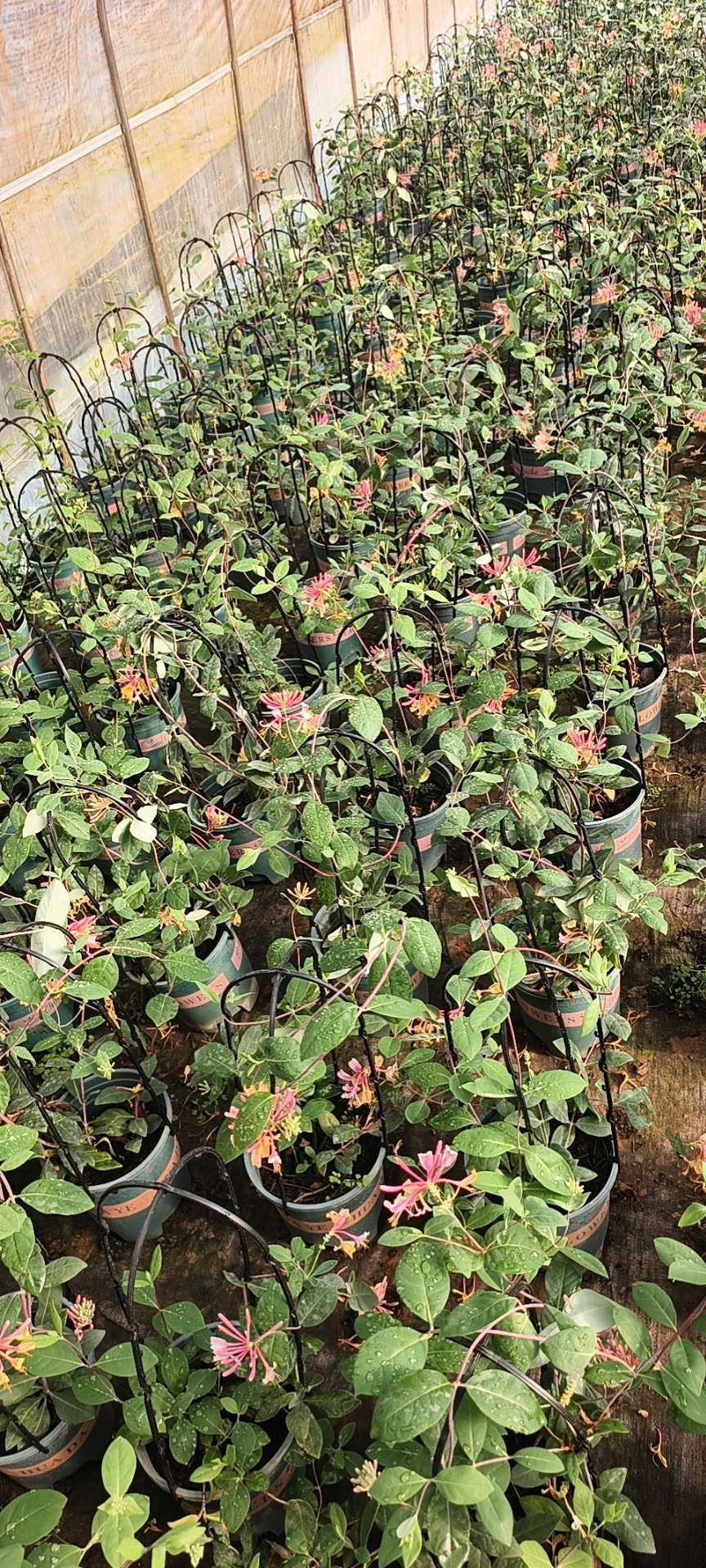 40厘米金银花