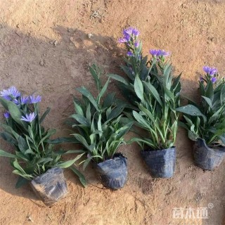 高度20厘米翠芦莉