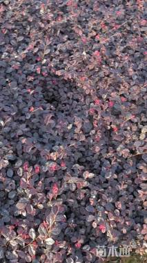 高度20厘米红花继木