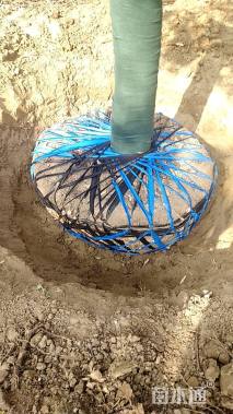 10公分黄山栾树